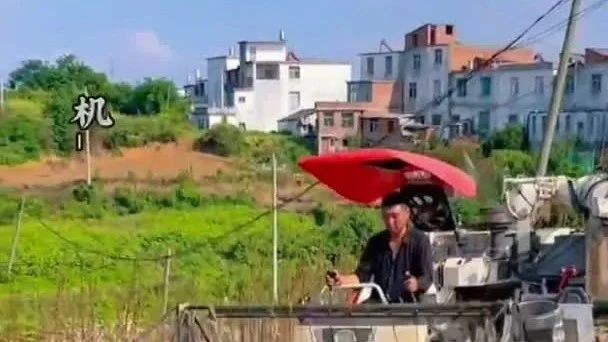 武蛟黑芝麻種植基地，首次機(jī)收芝麻。